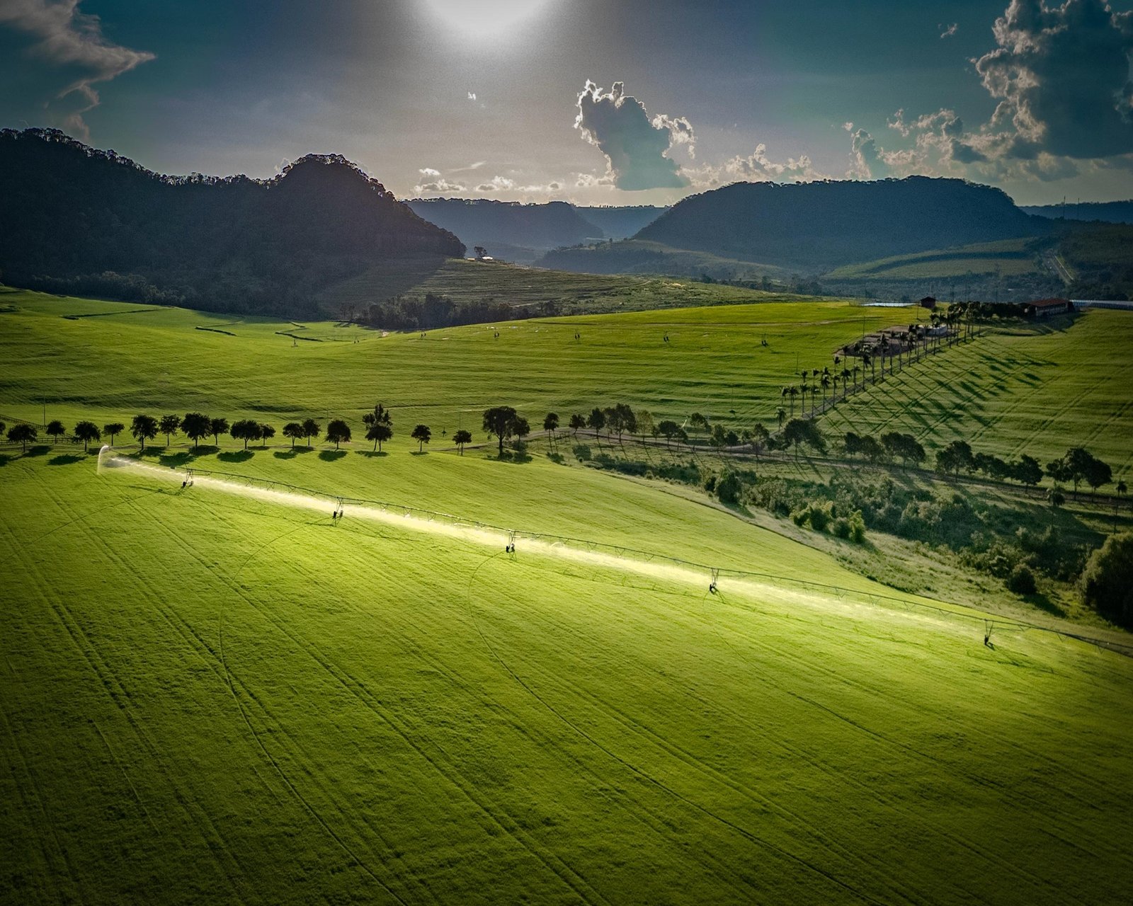 Colheita do Feno Irrigado